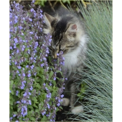 nasiona Kocimiętka lawend-niebies szt.10 Flxx132